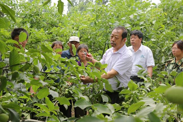 圖為李保國在田間為農(nóng)戶講解核桃栽培實用技術(shù)。